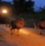 Masai Mara National Reserve and Evening Game Viewing Safari